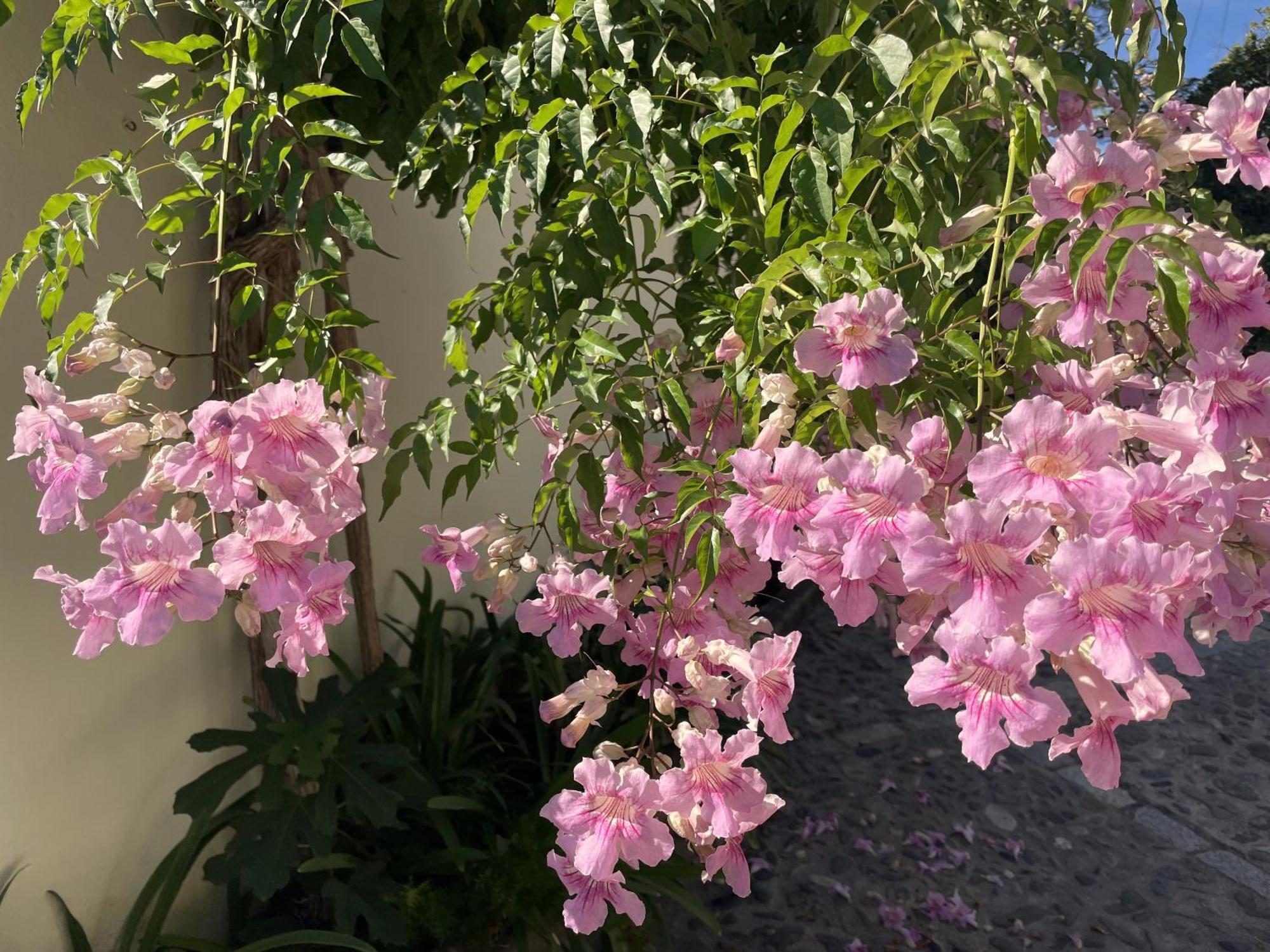 Boutique Hotel Maravilla - Marbella ベナアビス エクステリア 写真